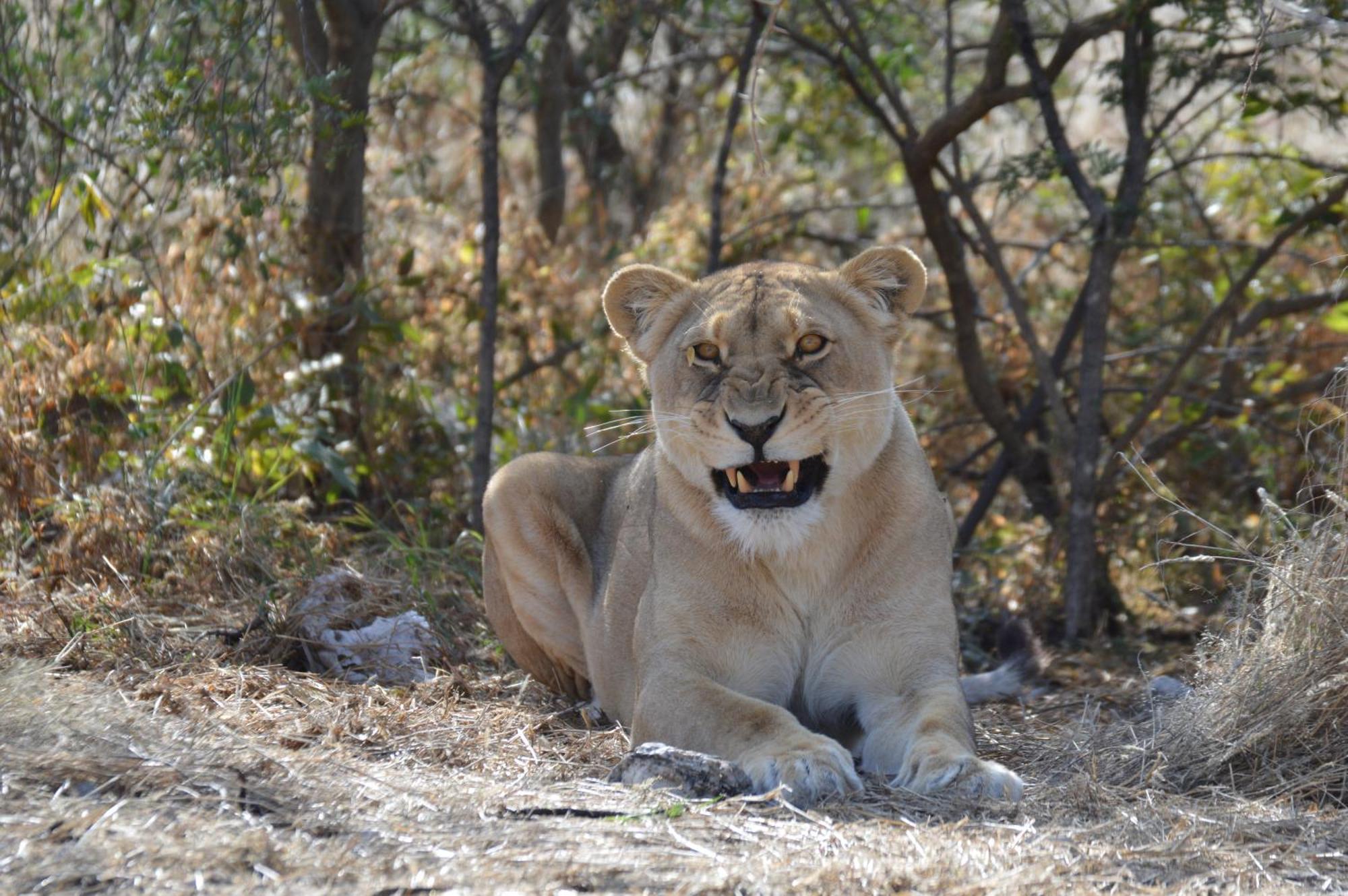 Aloegrove Safari Lodge Otjiwarongo Exterior foto