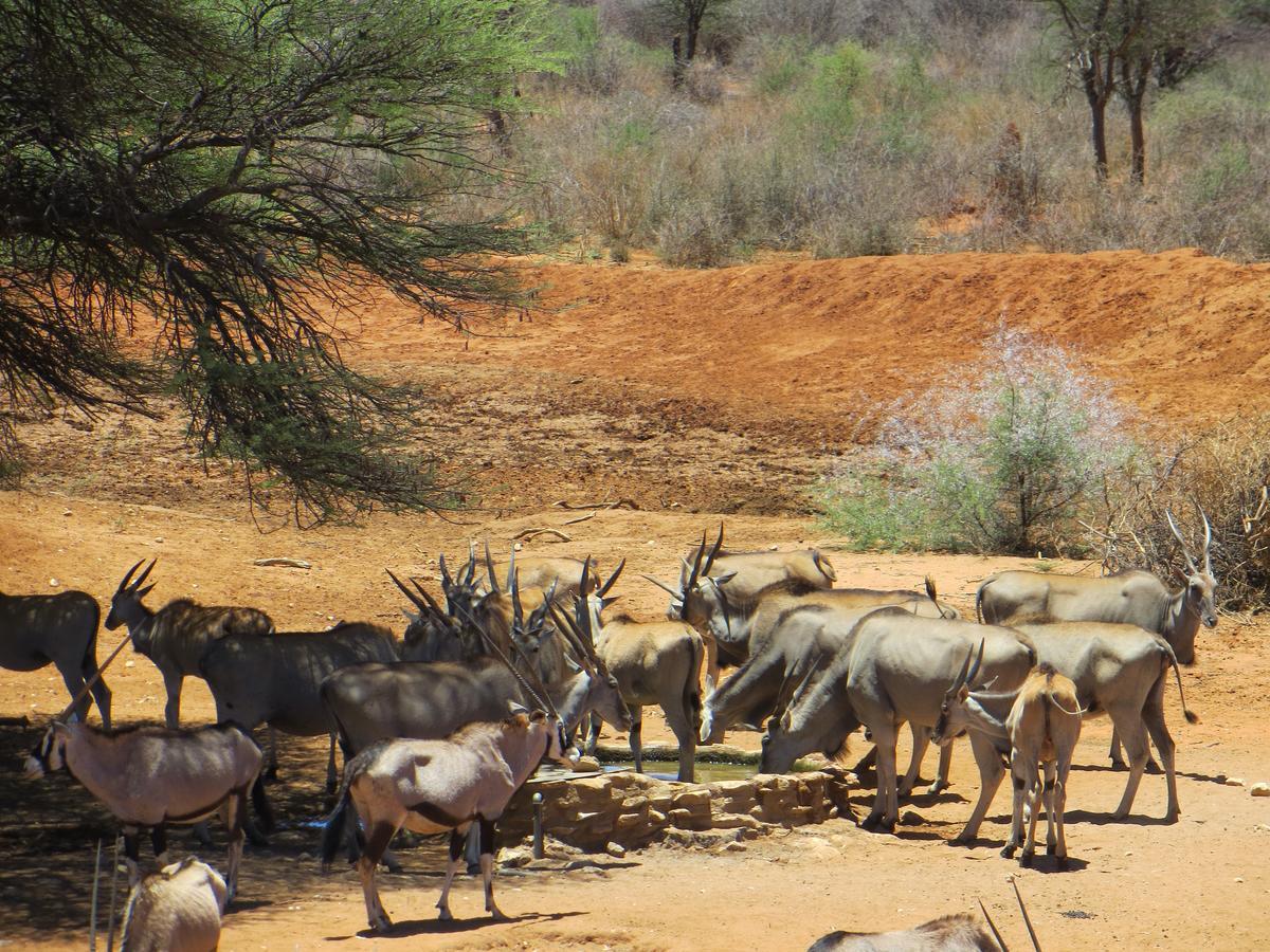 Aloegrove Safari Lodge Otjiwarongo Exterior foto