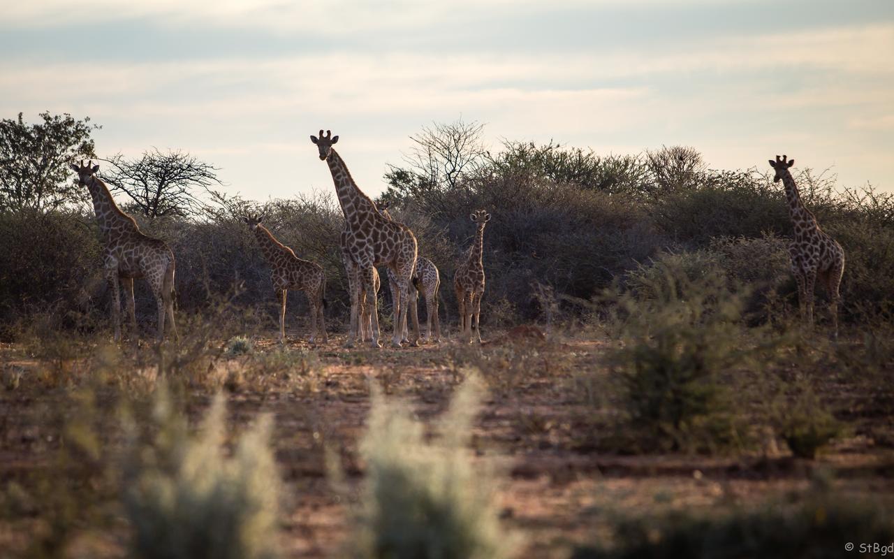 Aloegrove Safari Lodge Otjiwarongo Exterior foto