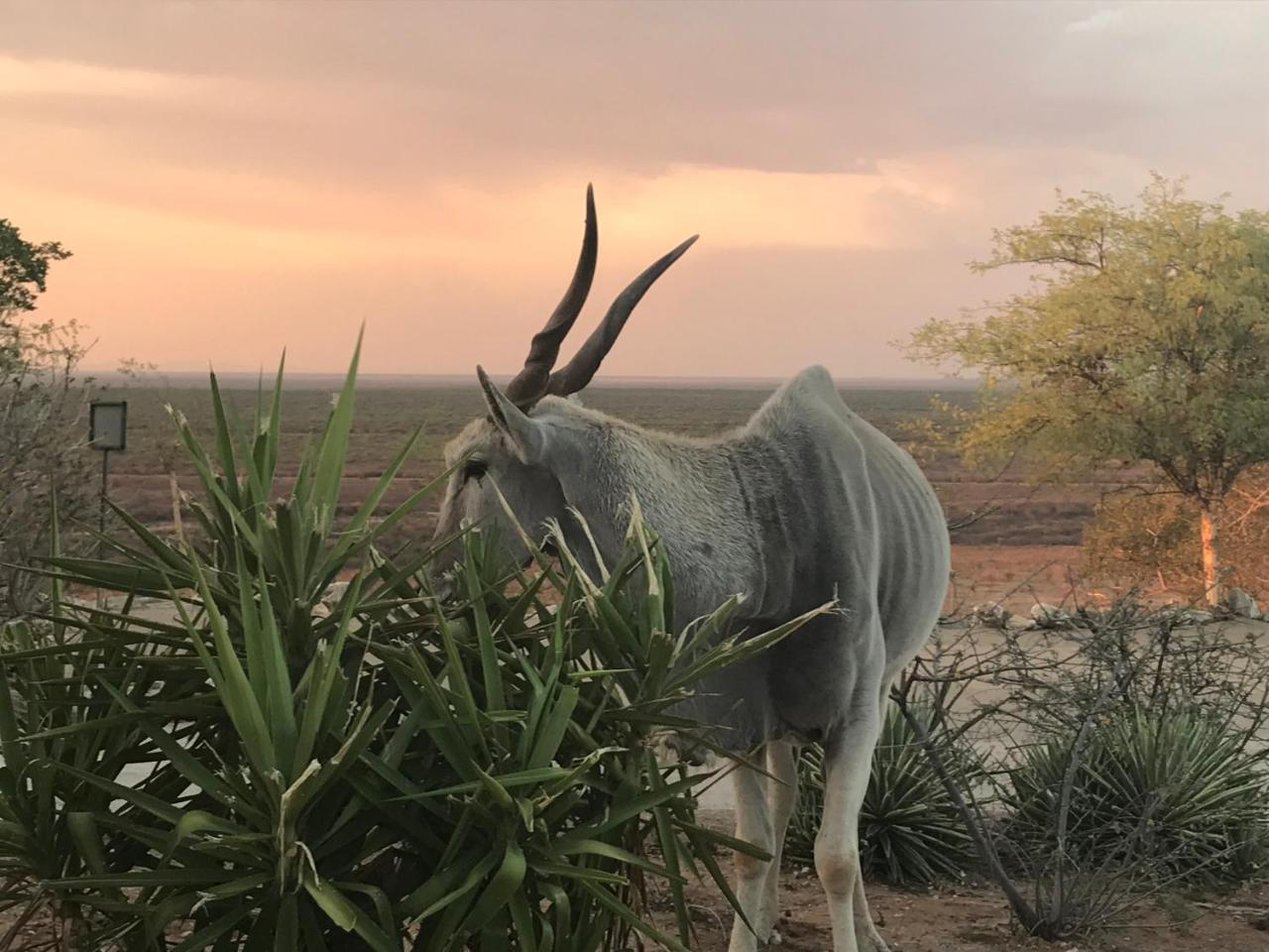 Aloegrove Safari Lodge Otjiwarongo Exterior foto